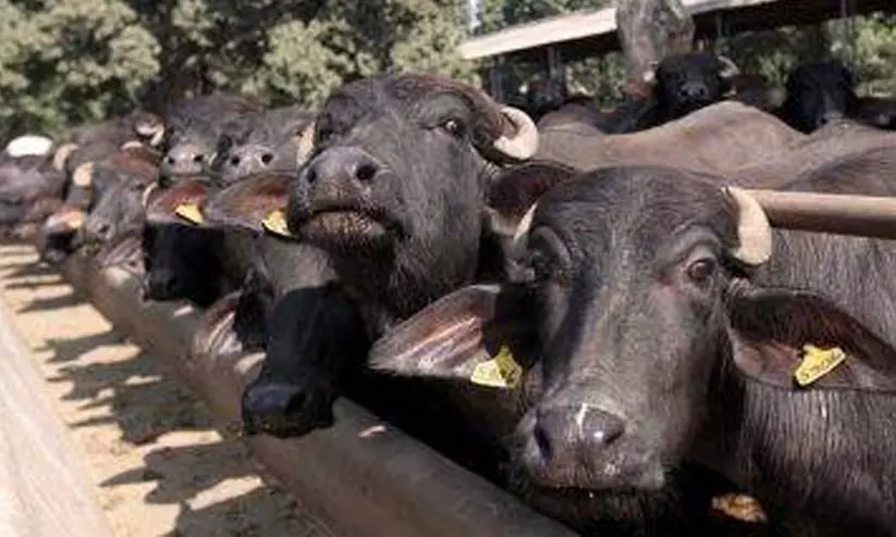 ബലിപെരുന്നാൾ: ബലിയറുക്കലിൽ ശ്രദ്ധവേണം ബലിപെരുന്നാൾ: ബലിയറുക്കലിൽ ശ്രദ്ധവേണം