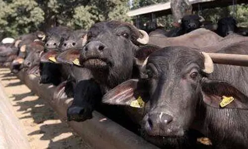 ബലിപെരുന്നാൾ: ബലിയറുക്കലിൽ ശ്രദ്ധവേണം