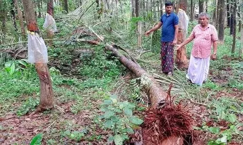 wild elephant wild elephant