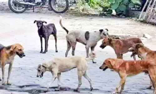 അരൂരിൽ തെരുവുനായ്ക്കളുടെ വിളയാട്ടം; കാൽനടക്കാർക്ക്​ ഭീഷണി