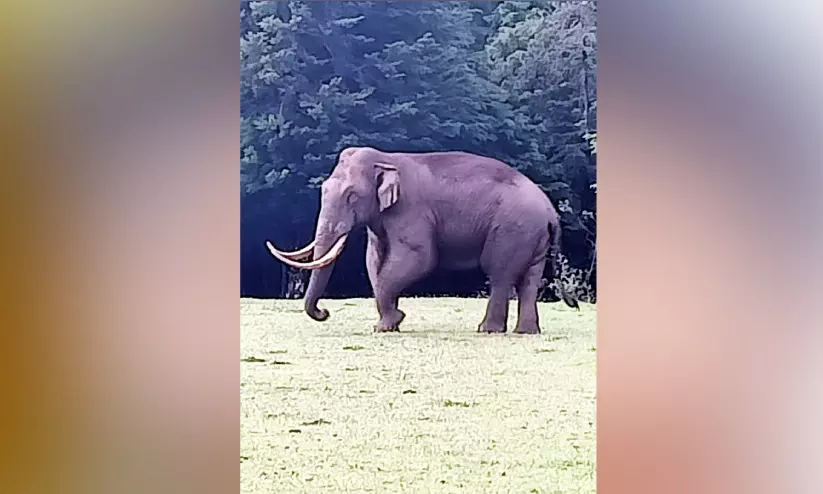 തീർഥമലയിൽ ‘പടയപ്പ’ കൃഷിയിടങ്ങൾ നശിപ്പിച്ചു തീർഥമലയിൽ ‘പടയപ്പ’ കൃഷിയിടങ്ങൾ നശിപ്പിച്ചു