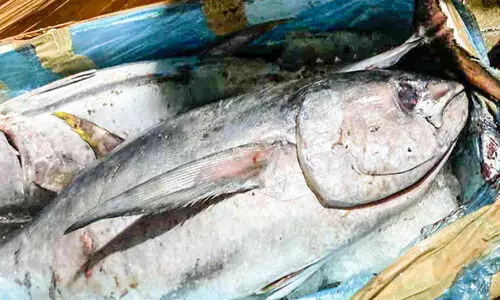 110 കിലോ പഴകിയ മത്സ്യം പിടികൂടി