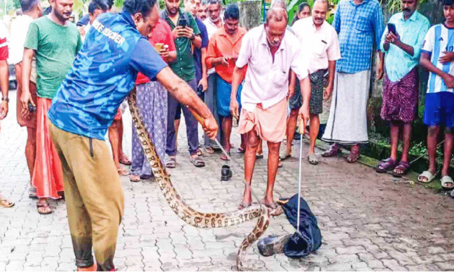 മലമ്പാമ്പിനെ പിടികൂടി