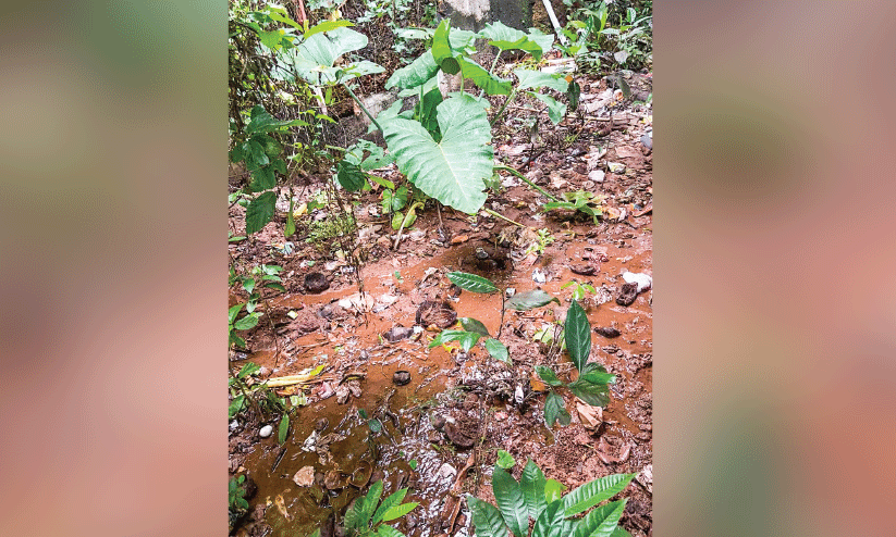 താ​മ​ര​ക്കു​ഴി​യി​ൽ മ​ലി​ന​ജ​ലം ഒ​ഴു​കു​ന്ന​താ​യി പ​രാ​തി