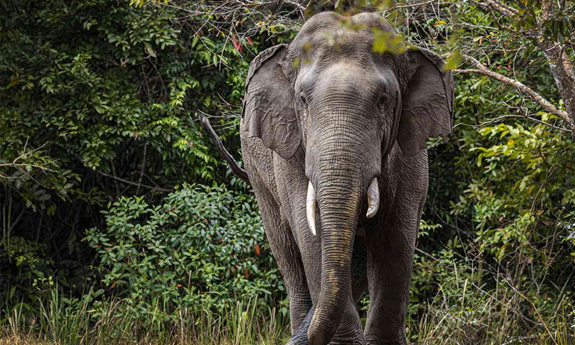ജനവാസ മേഖലയിൽ കാട്ടാന; തുരത്താൻ വകുപ്പുകളുടെ ഏകോപനമില്ല ജനവാസ മേഖലയിൽ കാട്ടാന; തുരത്താൻ വകുപ്പുകളുടെ ഏകോപനമില്ല