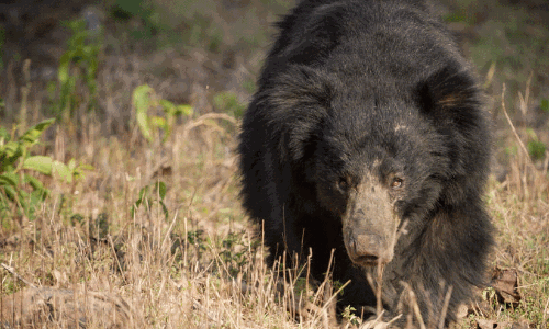 ക​ര​ടി ആ​ക്ര​മി​ച്ചു, ചോ​ര​യൊ​ലി​ച്ച് വ​യോ​ധി​ക​ൻ ന​ട​ന്ന​ത് മൂ​ന്നു കി​ലോ​മീ​റ്റ​ർ