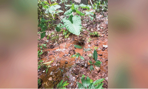 താ​മ​ര​ക്കു​ഴി​യി​ൽ മ​ലി​ന​ജ​ലം ഒ​ഴു​കു​ന്ന​താ​യി പ​രാ​തി