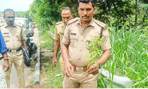 നഗരമധ്യത്തിലെ നടപ്പാതയിൽ കഞ്ചാവുചെടി കണ്ടെത്തി