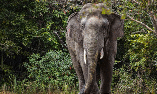 ജനവാസ മേഖലയിൽ കാട്ടാന; തുരത്താൻ വകുപ്പുകളുടെ ഏകോപനമില്ല