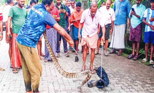 മലമ്പാമ്പിനെ പിടികൂടി