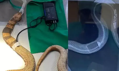 മൂർഖന്റെ വയറ്റിൽ പ്ലാസ്റ്റിക് പാത്രം കുടുങ്ങി; ശസ്ത്രക്രിയയിലൂടെ പുറത്തെടുത്തു