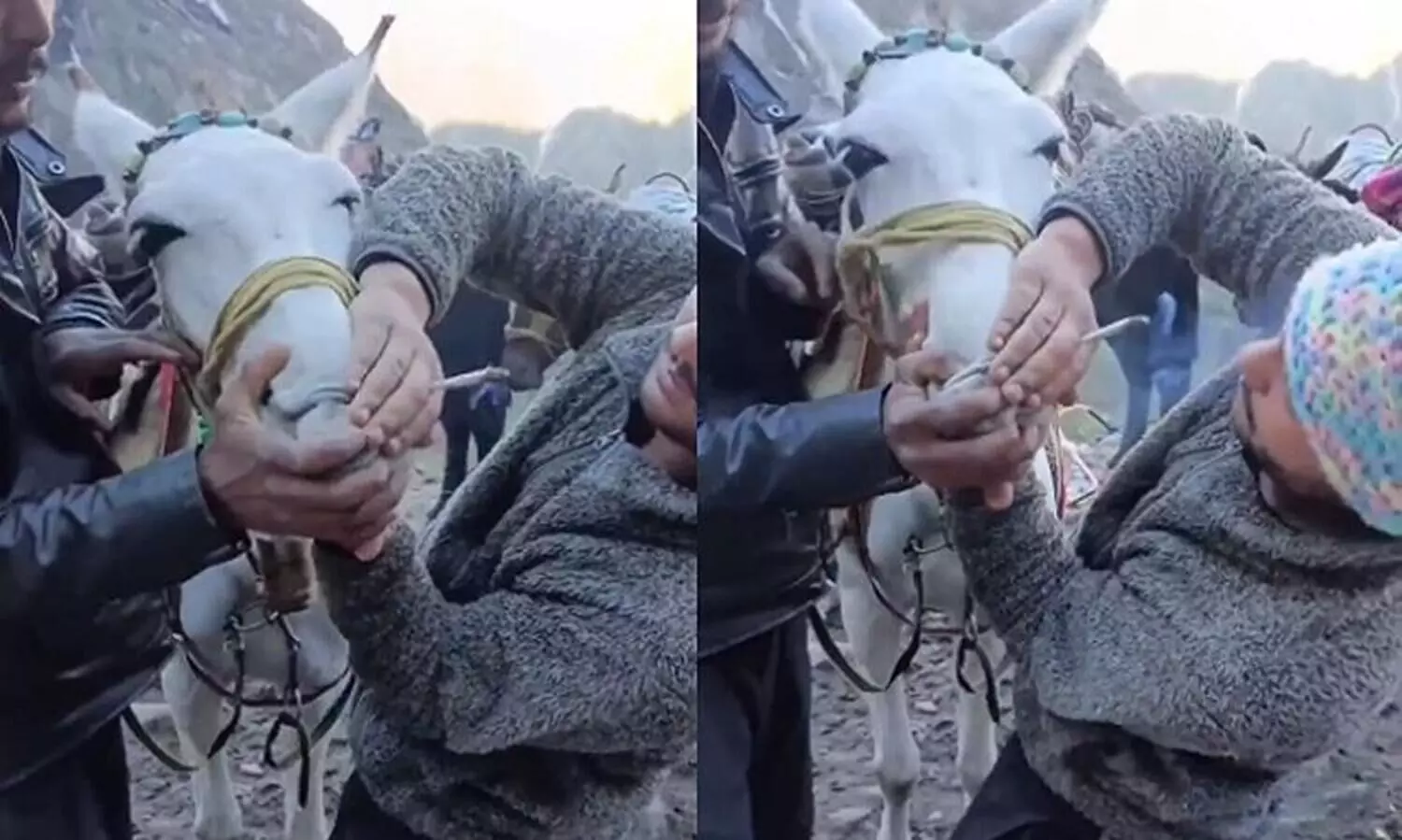 ക്ഷേത്രത്തിലേക്കുള്ള വഴിയിൽവച്ച് കുതിരയെ ബലമായി കഞ്ചാവ് വലിപ്പിച്ചു; വിഡിയോ വൈറലായതോടെ അന്വേഷണവുമായി പൊലീസ്