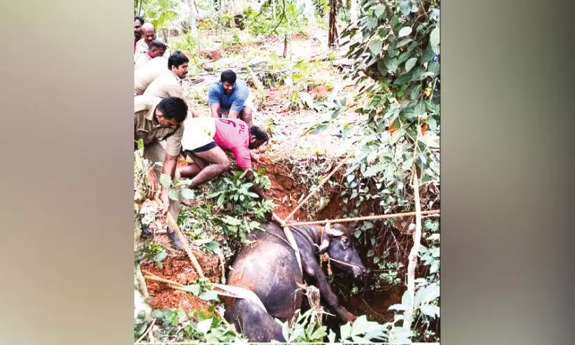 കിണറ്റിൽ വീണ പോത്തിന് അഗ്നിരക്ഷ സേന രക്ഷകരായി കിണറ്റിൽ വീണ പോത്തിന് അഗ്നിരക്ഷ സേന രക്ഷകരായി