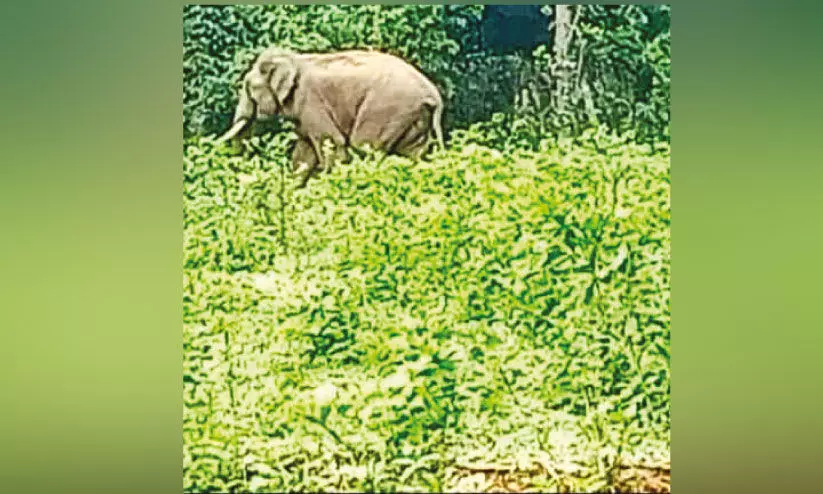 കല്ലടിക്കോട്ട് കാട്ടുകൊമ്പനിറങ്ങി