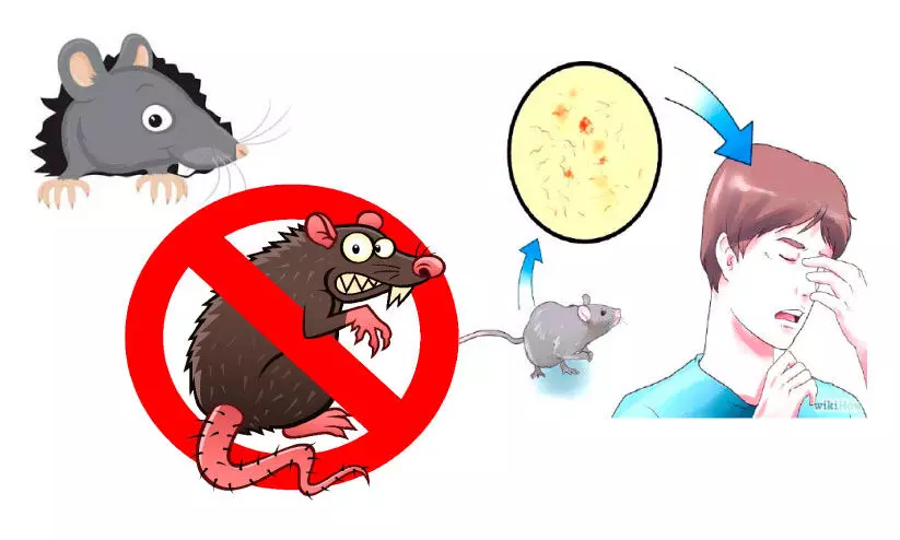 എലിപ്പനി കൂടുന്നു എലിപ്പനി കൂടുന്നു