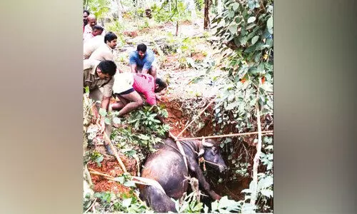 കി​ണ​റ്റി​ൽ വീ​ണ പോ​ത്തി​ന് അ​ഗ്നി​ര​ക്ഷ സേ​ന ര​ക്ഷ​ക​രാ​യി