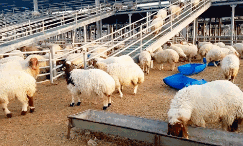 sacrificial animals
