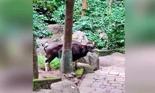 wild buffalo menace wild buffalo menace