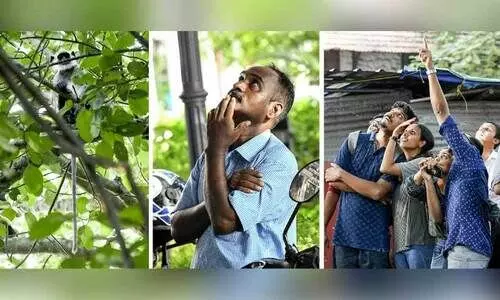 hanuman monkey hanuman monkey