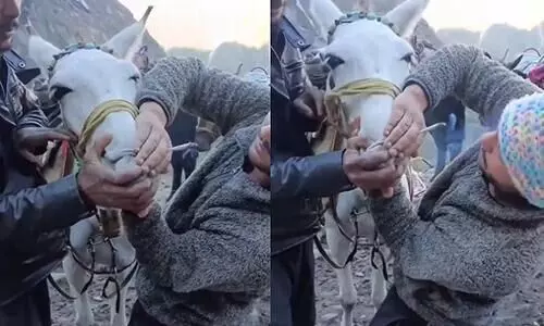 ക്ഷേത്രത്തിലേക്കുള്ള വഴിയിൽവച്ച് കുതിരയെ ബലമായി കഞ്ചാവ് വലിപ്പിച്ചു; വിഡിയോ വൈറലായതോടെ അന്വേഷണവുമായി പൊലീസ്