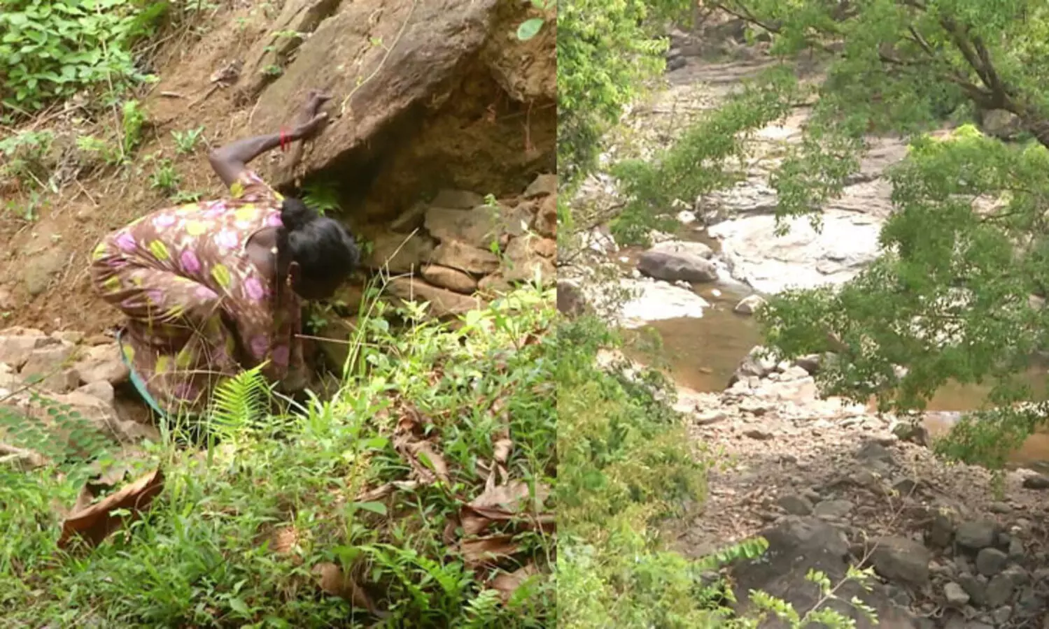 വട്ടച്ചിറ കോളനിയിലെ മരം മുറി: 52.98 ലക്ഷം ആദിവാസി വികസനത്തിന് നൽകണമെന്ന് ഉത്തരവ്