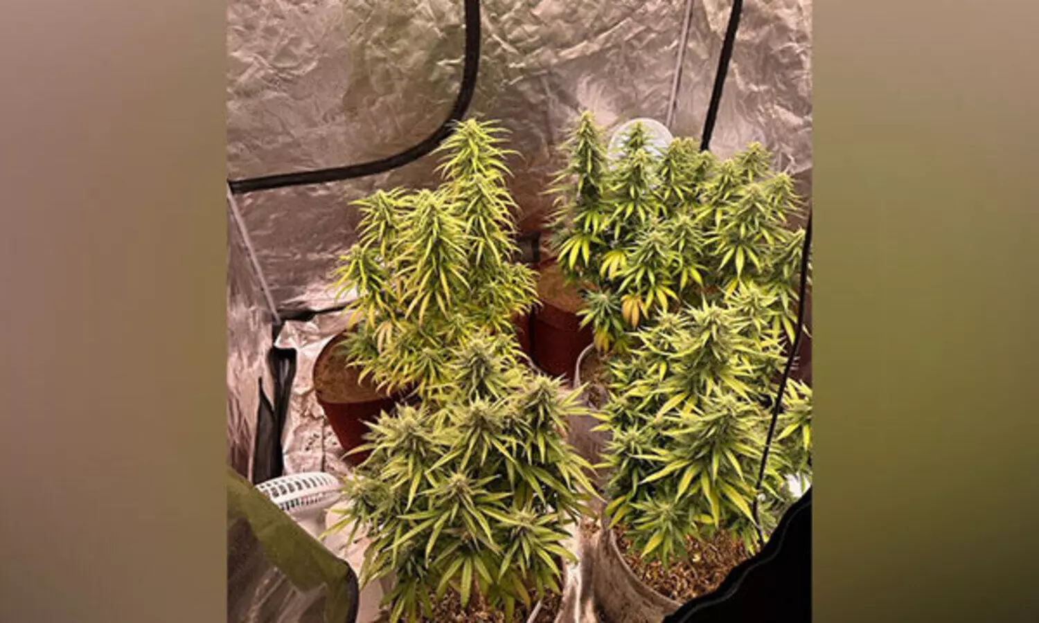 കൃത്രിമ സൂര്യപ്രകാശത്തിലൂടെ വീട്ടിൽ കഞ്ചാവ് കൃഷി; മലയാളി ഉൾപ്പെടെ മെഡിക്കൽ വിദ്യാർഥികൾ അറസ്റ്റിൽ