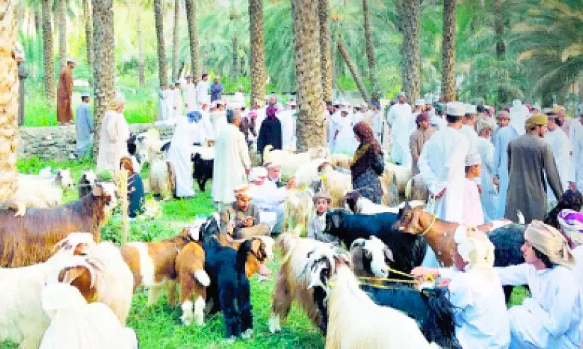 പെരുന്നാൾ: ഹബ്ത മാർക്കറ്റുകൾ ഒരുങ്ങി പെരുന്നാൾ: ഹബ്ത മാർക്കറ്റുകൾ ഒരുങ്ങി