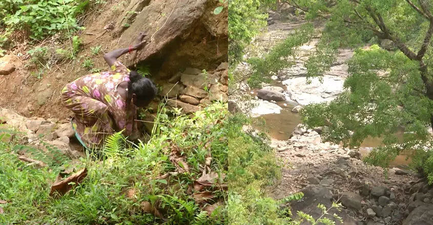 വട്ടച്ചിറ കോളനിയിലെ മരം മുറി: 52.98 ലക്ഷം ആദിവാസി വികസനത്തിന് നൽകണമെന്ന് ഉത്തരവ്