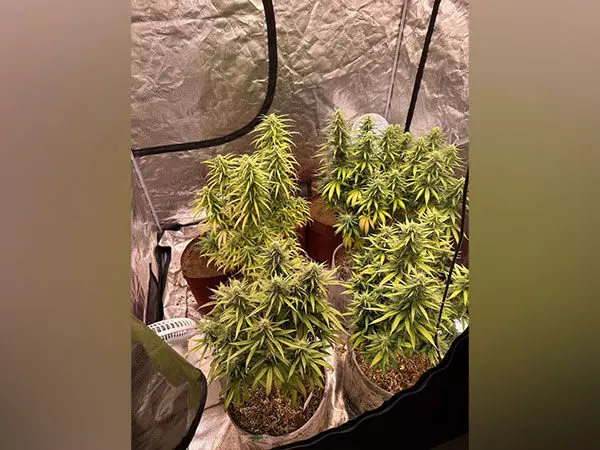 കൃത്രിമ സൂര്യപ്രകാശത്തിലൂടെ വീട്ടിൽ കഞ്ചാവ് കൃഷി; മലയാളി ഉൾപ്പെടെ മെഡിക്കൽ വിദ്യാർഥികൾ അറസ്റ്റിൽ കൃത്രിമ സൂര്യപ്രകാശത്തിലൂടെ വീട്ടിൽ കഞ്ചാവ് കൃഷി; മലയാളി ഉൾപ്പെടെ മെഡിക്കൽ വിദ്യാർഥികൾ അറസ്റ്റിൽ