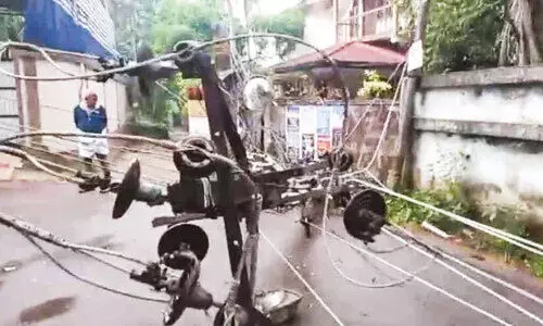 റോ​ഡ​രി​കി​ലെ വാ​ക​മ​രം ക​ട​പു​ഴ​കി; വ​ൻ ദു​ര​ന്തം ഒ​ഴി​വാ​യി