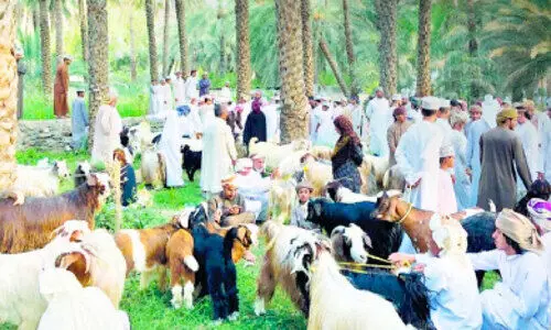 പെ​രു​ന്നാ​ൾ: ഹ​ബ്​​ത മാ​ർ​ക്ക​റ്റു​ക​ൾ ഒ​രു​ങ്ങി