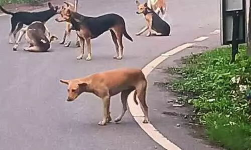 കോട്ടപ്പുറം കവലയിൽ തെരുവുനായ് വിളയാട്ടം കോട്ടപ്പുറം കവലയിൽ തെരുവുനായ് വിളയാട്ടം