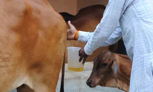 Cow Urine