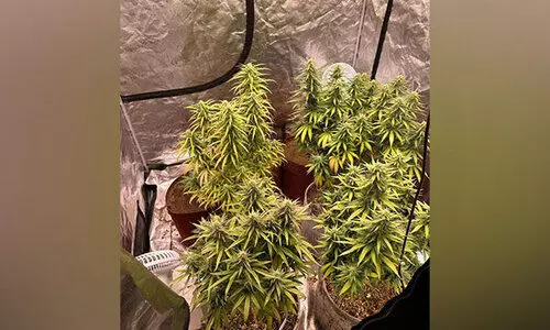 കൃത്രിമ സൂര്യപ്രകാശത്തിലൂടെ വീട്ടിൽ കഞ്ചാവ് കൃഷി; മലയാളി ഉൾപ്പെടെ മെഡിക്കൽ വിദ്യാർഥികൾ അറസ്റ്റിൽ