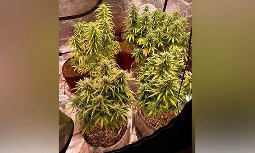 വീട്ടിൽ കഞ്ചാവ് കൃഷി; മലയാളി ഉൾപ്പെടെ മെഡിക്കൽ വിദ്യാർഥികൾ അറസ്റ്റിൽ വീട്ടിൽ കഞ്ചാവ് കൃഷി; മലയാളി ഉൾപ്പെടെ മെഡിക്കൽ വിദ്യാർഥികൾ അറസ്റ്റിൽ