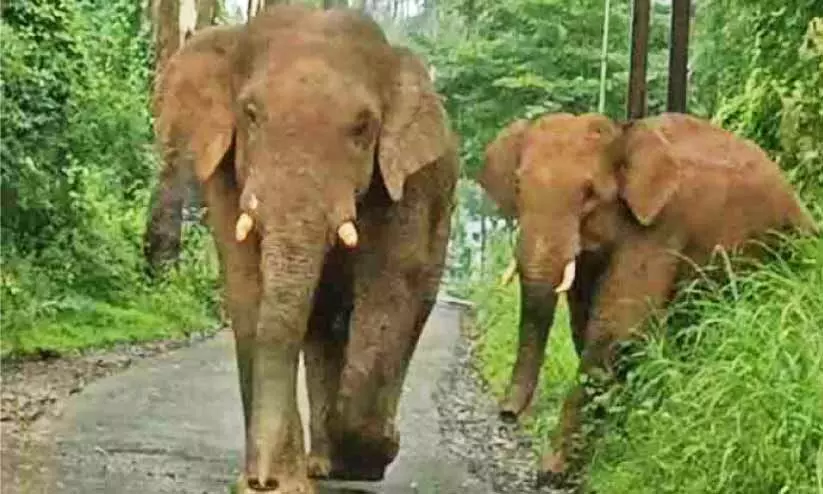 wild elephant wild elephant