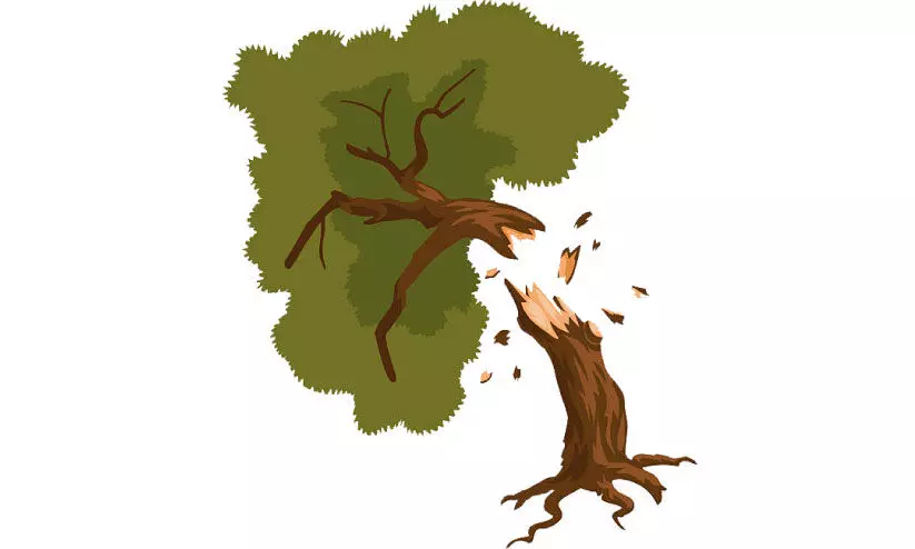 കോടികളുടെ തടികൾ കാട്ടിൽ നശിക്കുന്നു