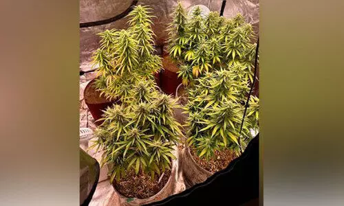 വീ​ട്ടി​ൽ ക​ഞ്ചാ​വ് കൃ​ഷി; മ​ല​യാ​ളി ഉ​ൾ​പ്പെ​ടെ മെ​ഡി​ക്ക​ൽ വി​ദ്യാ​ർ​ഥി​ക​ൾ അ​റ​സ്റ്റി​ൽ