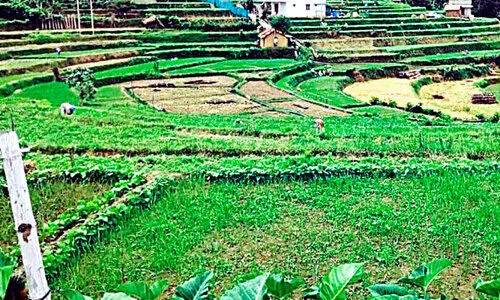 ഭൗമസൂചിക പദവിയിൽ വെ​ളു​ത്തു​ള്ളി;  മി​ക​ച്ച വി​ള​വ്​ പ്ര​തീ​ക്ഷി​ച്ച്​ ക​ർ​ഷ​ക​ർ