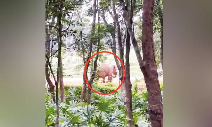 കാട്ടാന ശല്യം: പരിഹാരം തേടി നാട്ടുകാർ നിവേദനം നൽകി