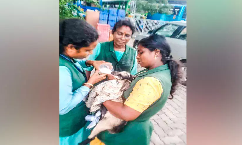 അപകടത്തിൽ കാലൊടിഞ്ഞ ആട്ടിൻകുട്ടിക്ക് തുണയായി ഹരിത കർമ സേന അപകടത്തിൽ കാലൊടിഞ്ഞ ആട്ടിൻകുട്ടിക്ക് തുണയായി ഹരിത കർമ സേന