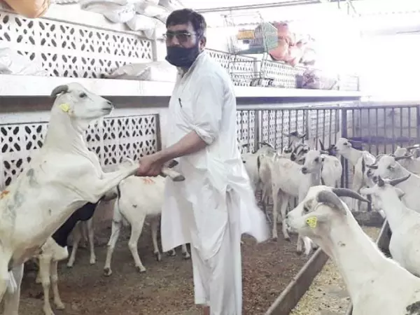 ആ​ടു​ക​ള്‍ക്കും ചെ​മ്മ​ര​ിയാ​ടു​ക​ള്‍ക്കും വ​ന്‍ ഡി​മാ​ന്‍ഡ്