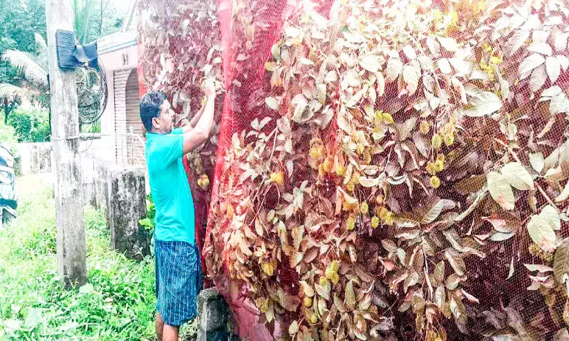 മധുരം കുറയുന്നു,റമ്പുട്ടാൻ കൃഷിക്ക്​