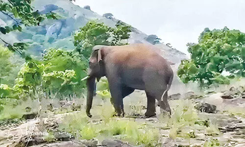 വീ​ണ്ടും പി.​ടി -14; ഇ​ത്ത​വ​ണ ക​വ​യി​ൽ