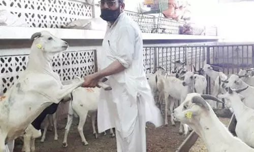 ആ​ടു​ക​ള്‍ക്കും ചെ​മ്മ​ര​ിയാ​ടു​ക​ള്‍ക്കും വ​ന്‍ ഡി​മാ​ന്‍ഡ്