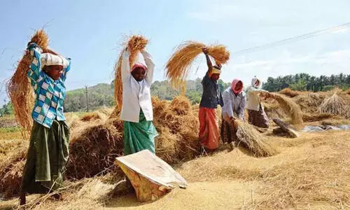 നെല്ല് സംഭരണം: ശിപാര്‍ശകള്‍ സമര്‍പ്പിക്കാന്‍ മന്ത്രിസഭാ ഉപസമിതി