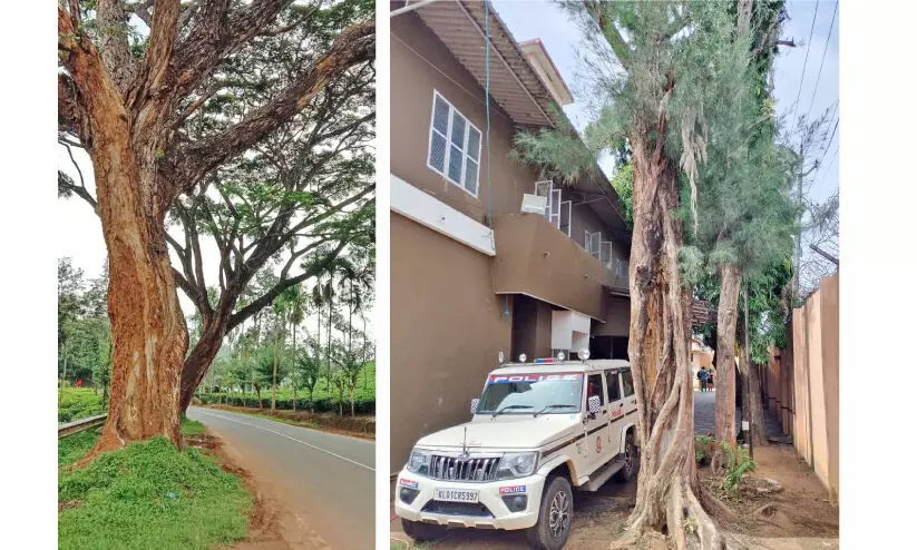 അ​പ​ക​ടഭീ​ഷ​ണി​യാ​യി റോ​ഡ​രി​കി​ലെ മ​ര​ങ്ങ​ൾ