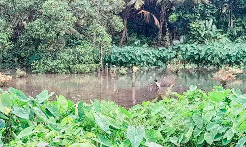 മ​യൂ​ർ ഏ​ല പ​ക​ർ​ച്ച​വ്യാ​ധി​ക​ളു​ടെ ഉ​റ​വി​ടം