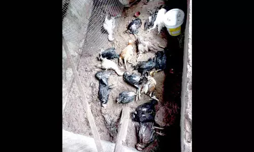 വാടാനപ്പള്ളിയിൽ തെരുവുനായ്ക്കളുടെ ആക്രമണം; 30 കോഴികളെ കടിച്ചുകൊന്നു