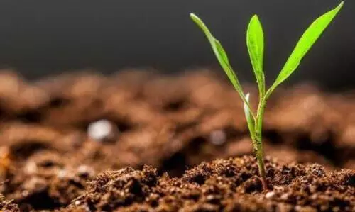 മണ്ണ് പര്യവേക്ഷണം ഡയറക്ടറേറ്റിലെ ഉദ്യോഗസ്ഥർക്കെതിരെ നടപടിയെടുക്കണമെന്ന് ധനവകുപ്പ് മണ്ണ് പര്യവേക്ഷണം ഡയറക്ടറേറ്റിലെ ഉദ്യോഗസ്ഥർക്കെതിരെ നടപടിയെടുക്കണമെന്ന് ധനവകുപ്പ്